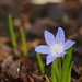 Chionodoxa lucillae