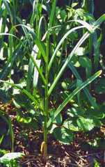 Allium sativum: Garlic plant