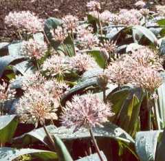 Allium karataviense: Turkestan onion