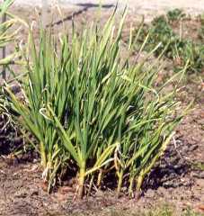 Allium sativum: Young garlic plants