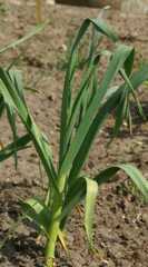 Allium sativum: Garlic plant