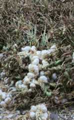 Allium sativum: Drying garlic