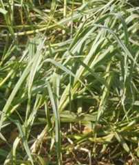 Allium sativum: Garlic field