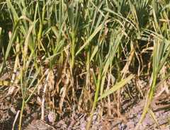 Allium sativum: Garlic plants in a Nepalese garden