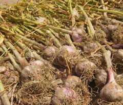 Allium sativum: Garlic drying after harvest in NepalALT