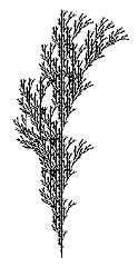 Branch-2