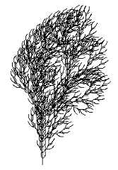 Branch-3