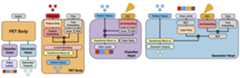Model Architecture