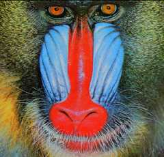 baboon.png baboon.png