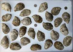 oysters.jpg