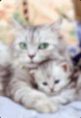 Looks better on device. Progressive JPG with Blur