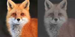foxs