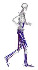 Simulation of human running by Sam Hamner (doi: 10.1016/j.jbiomech.2010.06.025)