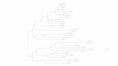 View usage-phylogeny on Github