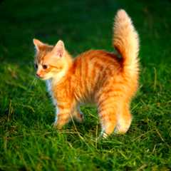 Orange cat