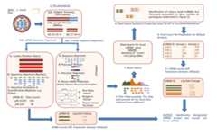 Graphical Abstract of miRPipe