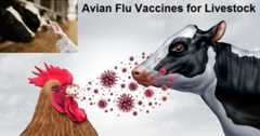 Avian-Flu chicken to cow