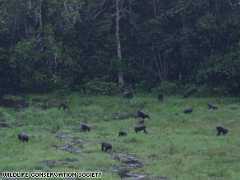 A gorilla climbs a tree in a remote Republic of Congo swamp where researchers say 125,000 gorillas may live.