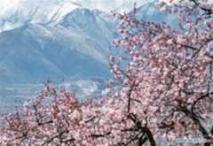 Spring scenery in Lhasa, Tibet