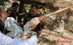 Egyptian zoo birds vaccinated against avian flu