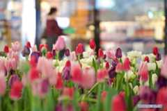 Tulips seen during Amsterdam's Tulip Festival