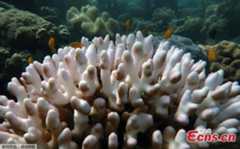 Great Barrier Reef suffers worst-ever coral bleaching