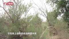【小新的Vlog】世界地球日：探访世界上海拔最低的植物园
