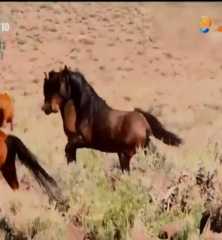སྲོག་ཆགས་ཀྱི་དམར་འཛིང་།