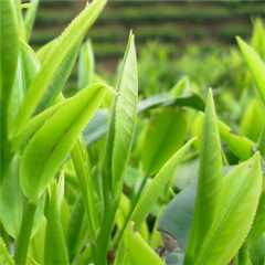 岁月知味普洱茶宣传