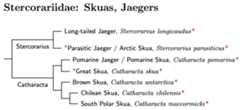 Stercorariidae species tree