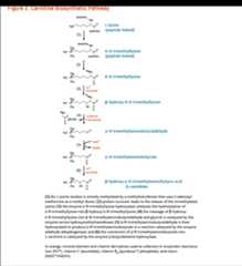 Figure 2. Carnitine Biosynthetic Pathway. (1) An L-lysine residue is initially methylated by a methyltransferase that uses S-adenosyl methionine as a methyl donor; (2) protein turnover leads to the release of the trimethylated lysine; (3) the enzyme episilon-N-trimethyllysine hydroxylase catalyzes the hydroxylation of episilon-N-trimethyllysine into beta-hydroxy-episilon-N-trimethyllysine; (4) the cleavage of beta-hydroxyl-episilon-N-trimethyllysine into gamma-N-trimethylaminobutyraldehyde and glycine is catalyzed by the enzyme serine dydroxymethyltransferase; (5) gamma-N-trimethylaminobutyraldehyde is then hydroxylated to produce gamma-N-trimethylaminobutyrate in a reaction catalyzed by the enzyme aldehyde dehydrogenase; and (6) the conversion of gamma-N-trimehylaminobutyrate into L-carnitine is catalyzed by the enzyme gamma-butyrobetaine hydroxylase. Mineral element and vitamin derivatives that are used as cofactors in these enzymatic reactions include iron (Fe2+), vitamin C (ascorbate), vitamin B6 (pyridoxal 5;-phosphate), and niacin (NAD+/NADH).