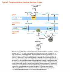Figure 3. The Mitochondrial Carnitine Shuttling System. Medium- and long-chain fatty acids esterfied to CoA are transesterified to carnitine in a reaction catalyzed by CPTI in the outer mitochondrial membrane. Acylcarnitine can diffuse across the outer mitochondrial membrane and then be transported across the inner membrane by CACT. In the mitochondrial matrix, CPTII catalyzes the re-formation of acyl-CoA from acylcarnitine. Acyl-CoA is catabolized in the beta-oxidation pathway to generate acetyl-CoA, which enters the citric acid cycle. Carnitine can be removed from the mitochondrial matrix via CACT. Alternatively, the enzyme CAT can catalyze the transfer of short-chain fatty acids from CoA to carnitine, and the newly formed acyclarnitine can be exported into the cytosol via CACT. Thus, besides its role in long/medium-chain fatty acid transport and oxidation, carnitine is essential to regulate the availability of nonesterified (unbound) CoA within the mitochondrial matrix and can be used as a reservoir for excess acetyl groups produced during fatty acid and pyruvate oxidation.
