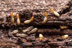 10 best tips for a pest free home