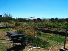 Stanford Community Garden Stanford Community Garden