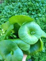 Miner's Lettuce Miner's Lettuce