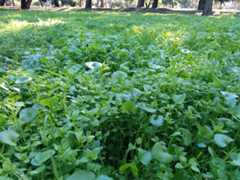 Miner's Lettuce Miner's Lettuce