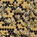 Sex Determination in Honeybees