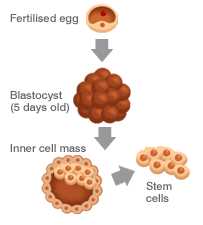 Embryonic stem cells