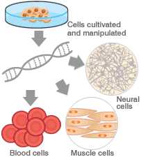Manipulation to form specialised cells