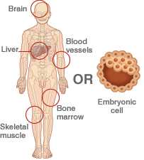 Sources of stem cells