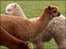 Alpacas on Wernddu Farm