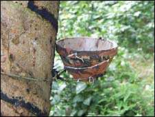 A bowl collects latex from a rubber in a rubber plantation in Xishuangbanna, a rainforested area of Yunnan province in China