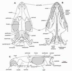 Czatkowiella harae