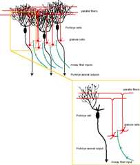 anatomical organization of the cerebellum