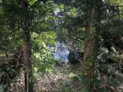 etang-petit-bois-ile-du-pe-saint-nazaire