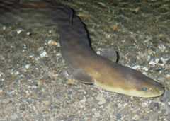 eel
