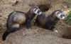 European polecat