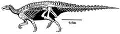 Skeletal reconstruction of Scelidosaurus harrisoni