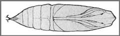 Pupa of Rhagastis mongoliana. Image: Mell, 1922b