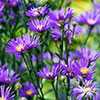 Aromatic Aster